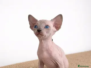 Sphynx cats Sphynx Kittens - European Champion Bloodlines - Advert 9