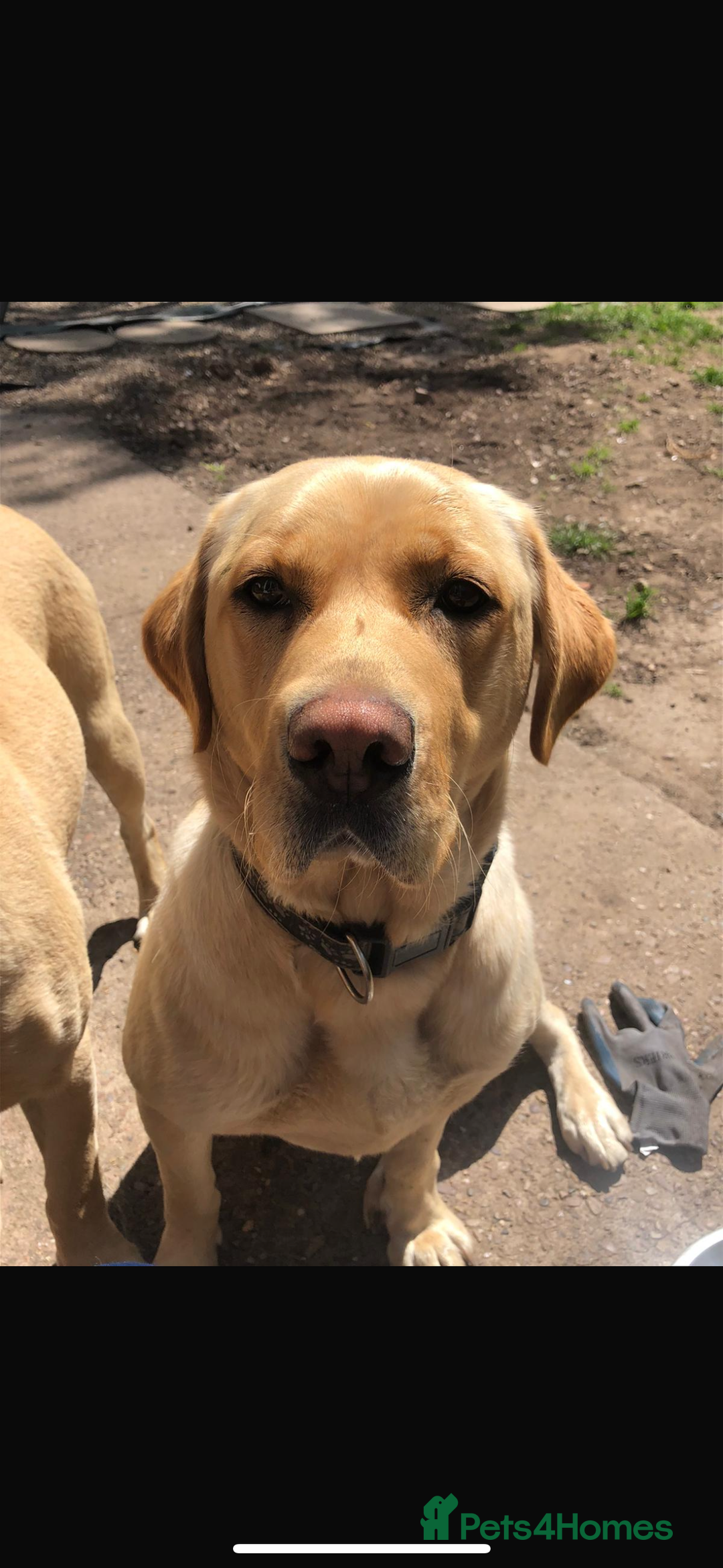 Labrador Retriever dogs for sale: 9 STUNNING YELLOW LABRADORS  - Advert 12