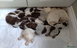 Italian Spinone dogs for sale: A beautiful litter of Italian Spinones  - Image 4
