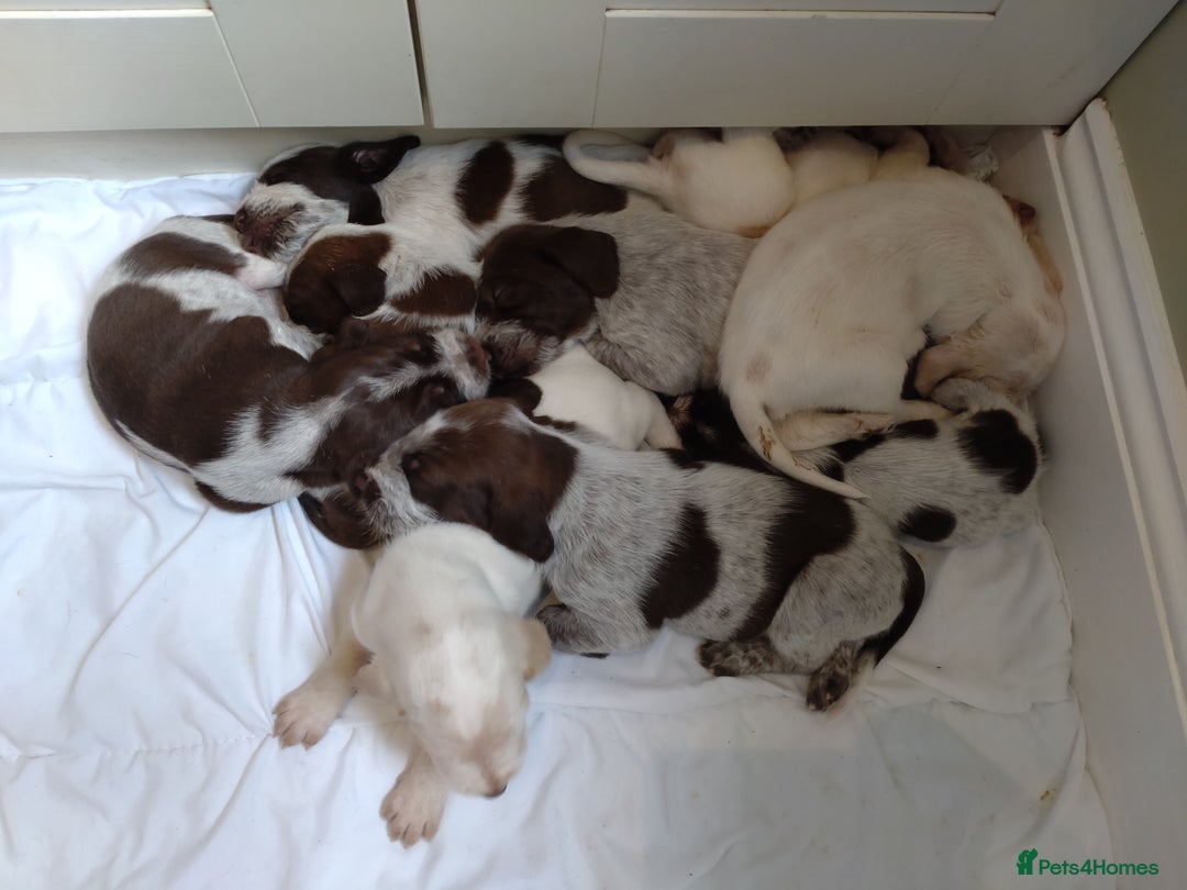 Italian Spinone dogs for sale: A beautiful litter of Italian Spinones  - Image 4