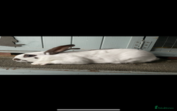 English Spot rabbits for sale: Bonded male rabbits  - Image 1