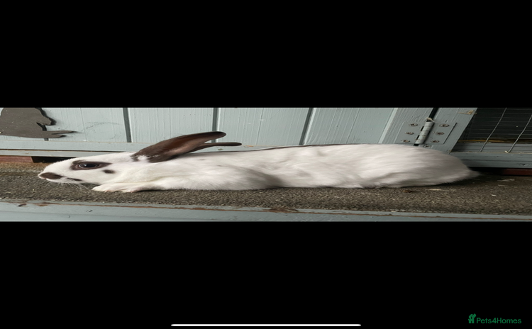 English Spot rabbits - Advert 16