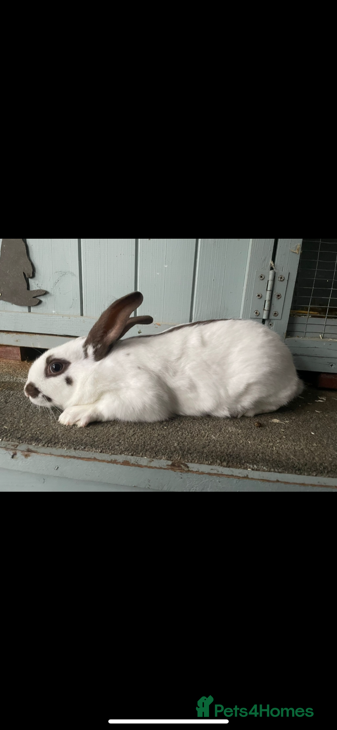 English Spot rabbits for sale: Bonded male rabbits  - Image 1