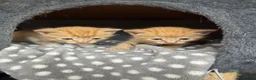 Domestic Shorthair cats for sale: Kittens for sale (including ginger females!) - Advert 15