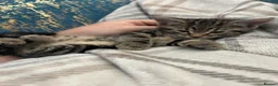 Mixed Breed cats for sale: 🐾 GORGEOUS KITTENS READY FOR THEIR NEW HOMES! 🐾 - Advert 20