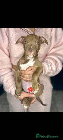 Mixed Breed dogs - Advert 2