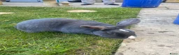 Rex rabbits for sale: 2 bonded rabbits - Advert 4