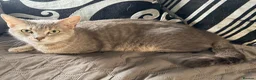 Persian cats for sale: Ready now persian x white girls - Advert 7