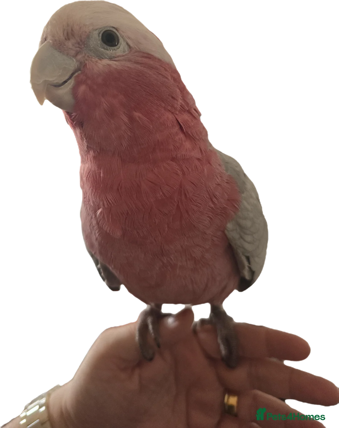Cockatoo birds for sale: Galah Cockatoo  in Grimsby - Advert 4