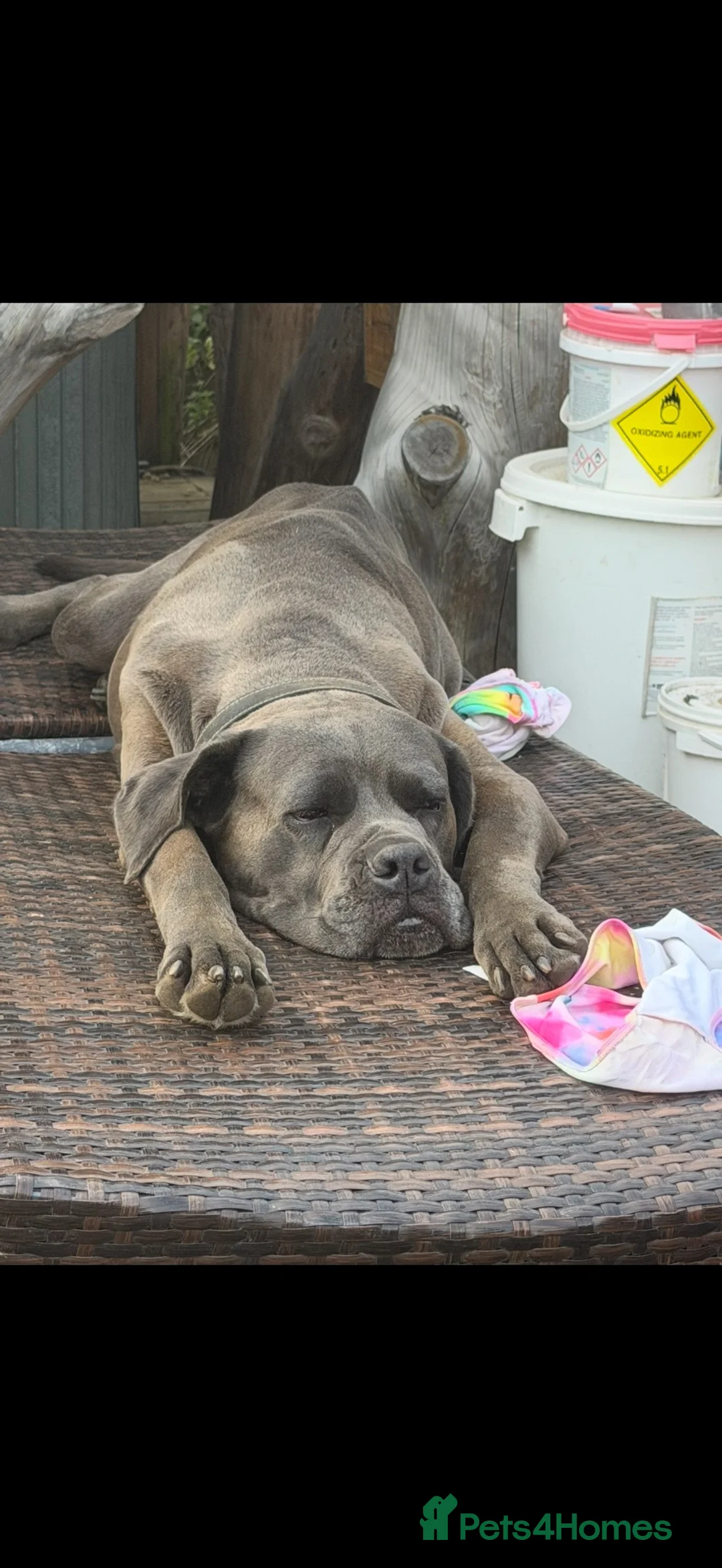 Mixed Breed dogs for sale: German Shepherd × Cane Corso in Lutterworth - Advert 2
