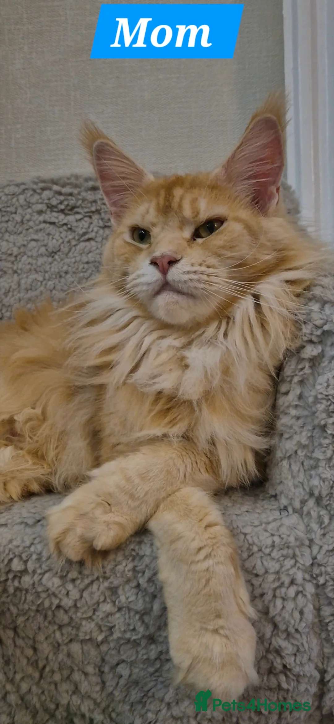 Maine Coon cats for sale: Beautiful Maine Coon boys . - Advert 2