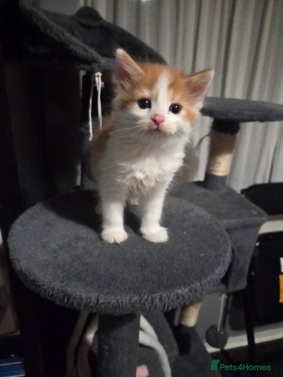 Mixed Breed cats for sale: 3 Gorgeous Male Kittens Looking for Forever Homes - Advert 14