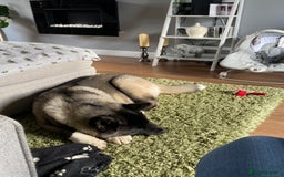 Akita dogs for sale: 4 year old Akita  - Image 32