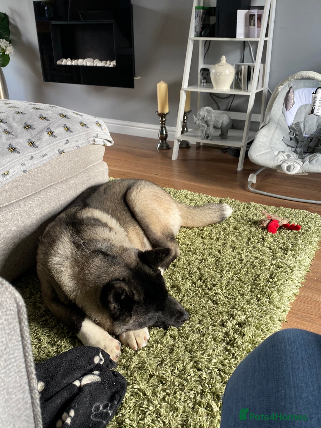 Akita dogs for sale: 4 year old Akita  - Image 32