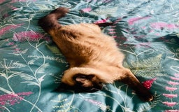Ragdoll cats for adoption: Brother and Sister Ragdoll Cats for rehome - Image 2