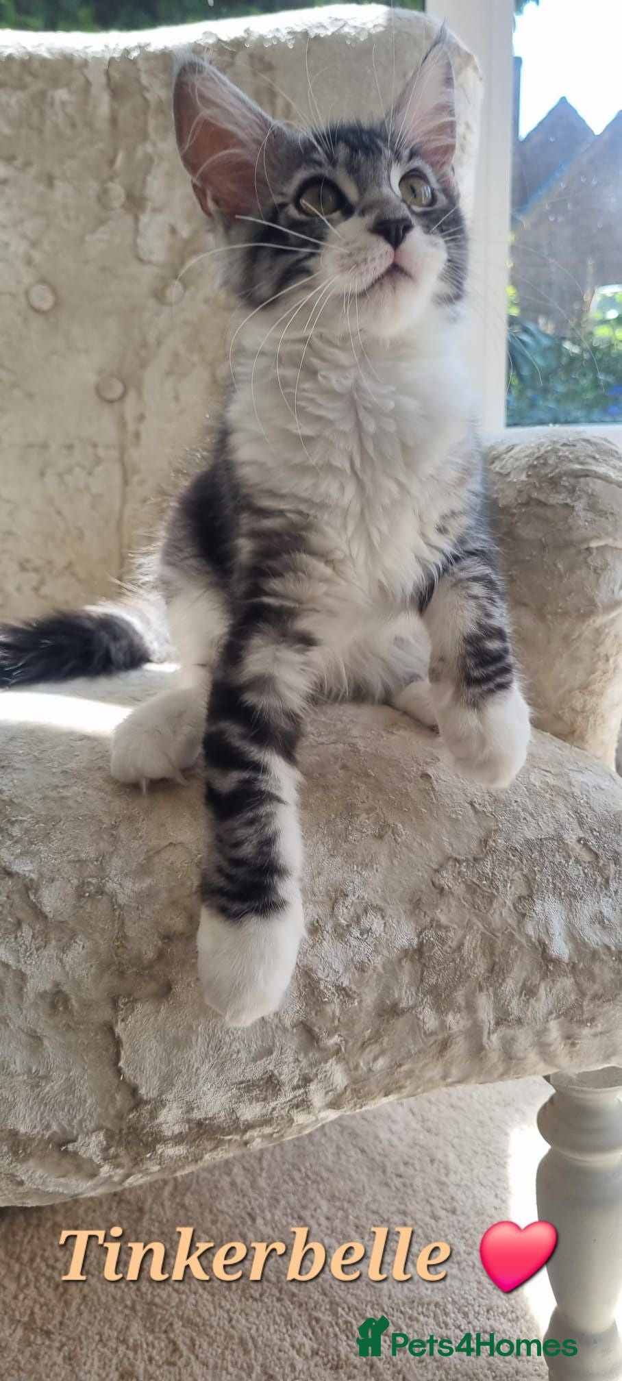 Maine Coon cats Tica Registered,Russian Line XL Maine Coon Kittens - Advert 17