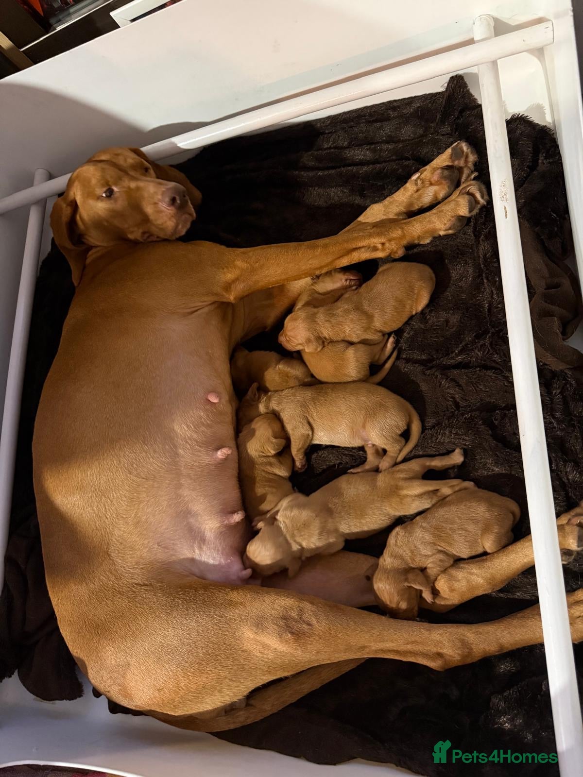 Hungarian Vizsla dogs Champion grade import vizslas puppies - Advert 4