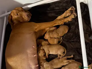 Hungarian Vizsla dogs Champion bloodline vizslas puppies - Advert 2