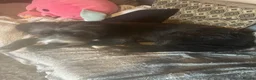 Mixed Breed dogs for sale: Lucifer  - Advert 3