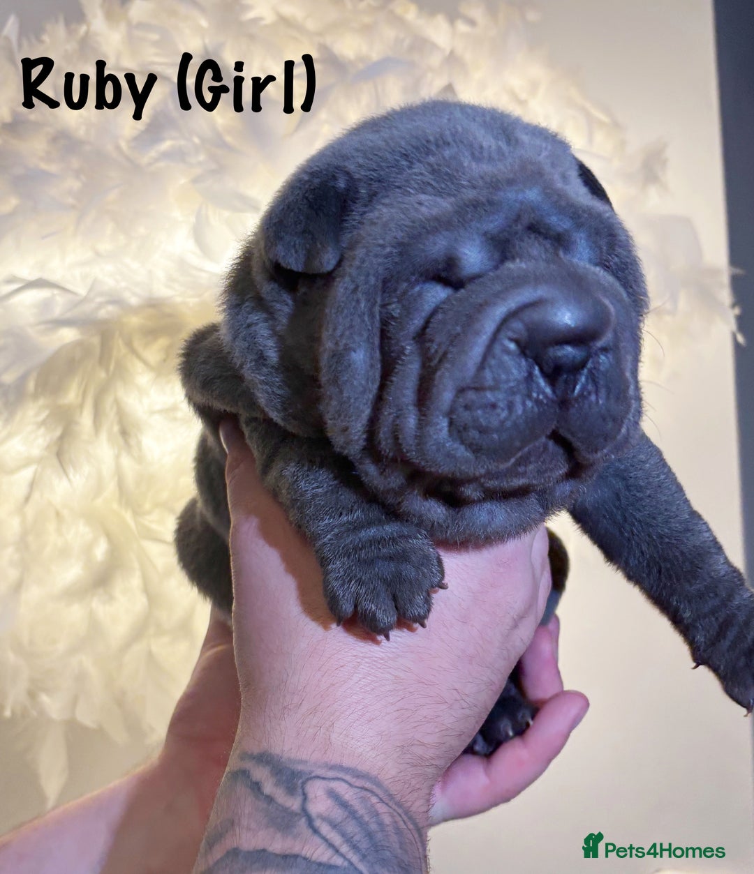 Shar Pei dogs for sale: Stunning Sharpei pups  - Image 3