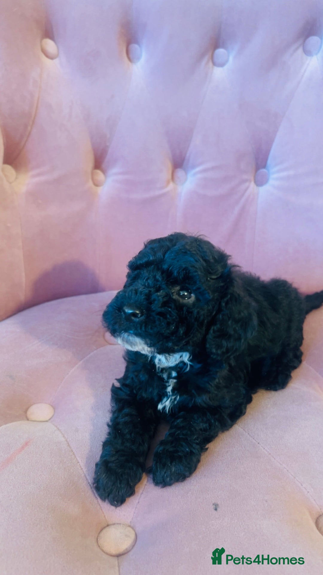 Cockapoo dogs for sale: F2 cockapoo only 3 remaining  - Image 7