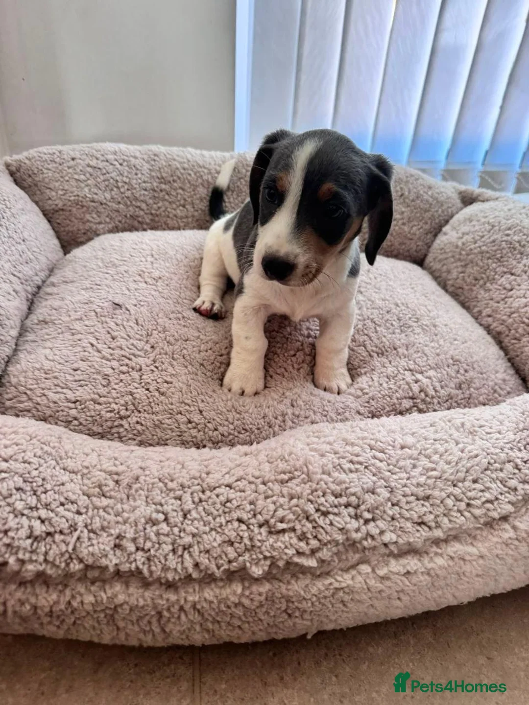 Miniature Dachshund dogs for sale: stunning miniature dachshunds puppies for sale in Derby - Advert 6