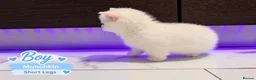 Munchkin cats for sale: Munchkin Kittens. Munchkin cross Scottish Straight - Advert 4