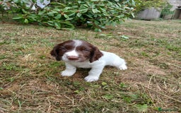 English Springer Spaniel dogs for sale: Kc Reg English Springer spaniel boys in Dorchester - Image 36