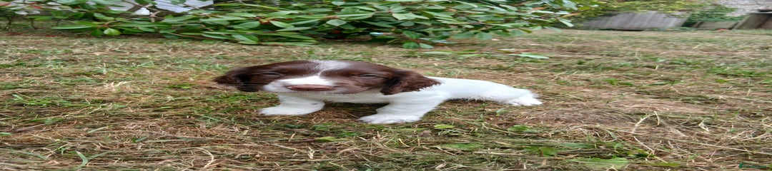 English Springer Spaniel Puppy 2