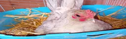 Chickens poultry for sale: Seramas Available Cockerels and Pullets in Burntwood - Advert 5