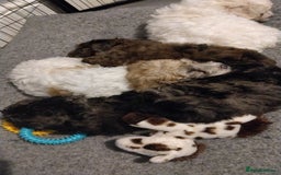 Poochon dogs for sale: Poochons💥 2 Beauties READY TO LEAVE NOW 💥  - Image 6