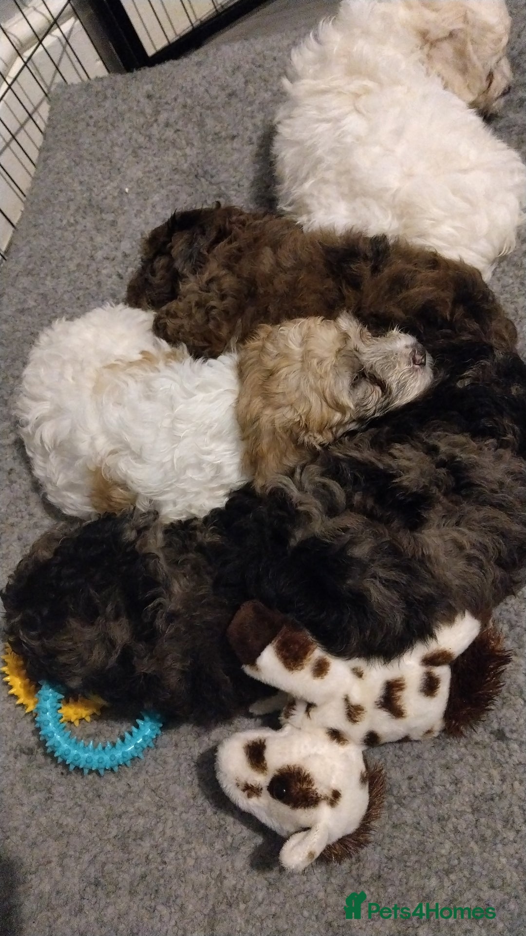 Poochon dogs for sale: Poochons💥 2 Beauties READY TO LEAVE NOW 💥  - Image 6