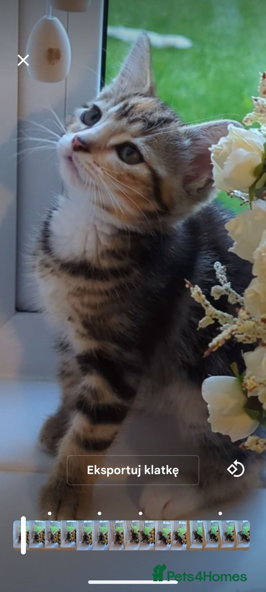Mixed Breed cats Calico girl - Advert 1