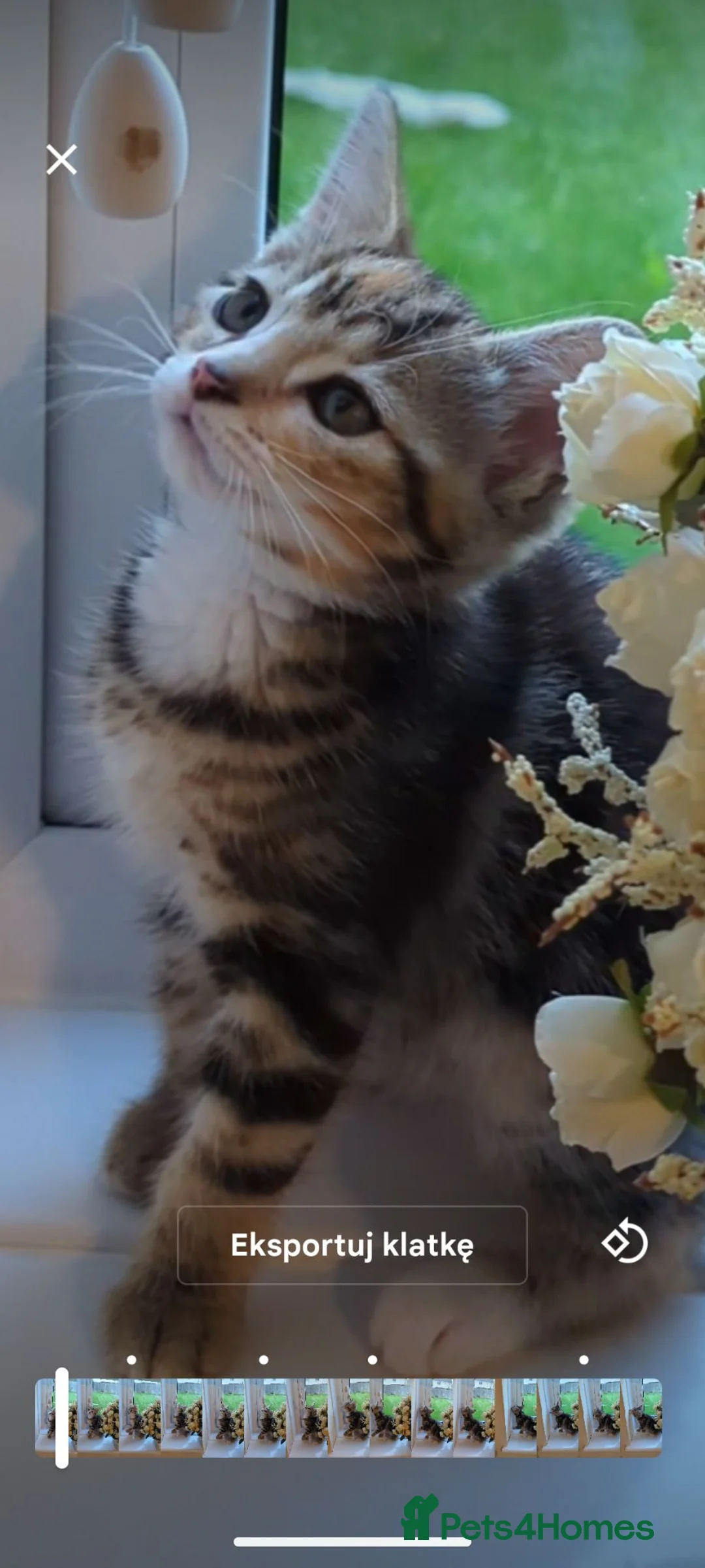 Mixed Breed cats for sale: Calico girl - Advert 1