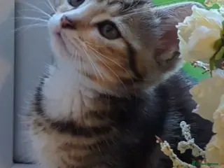 Mixed Breed cats Calico girl - Advert 1