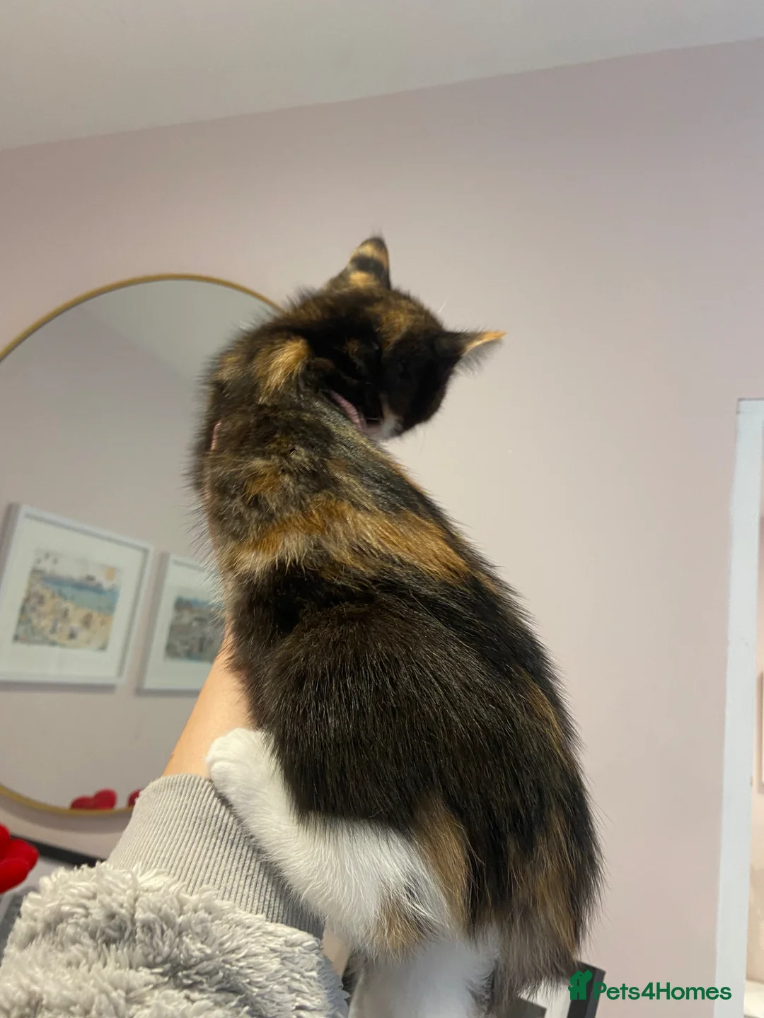 British Shorthair cats for sale: Stunning, well handled kittens ready to leave mum! - Advert 22