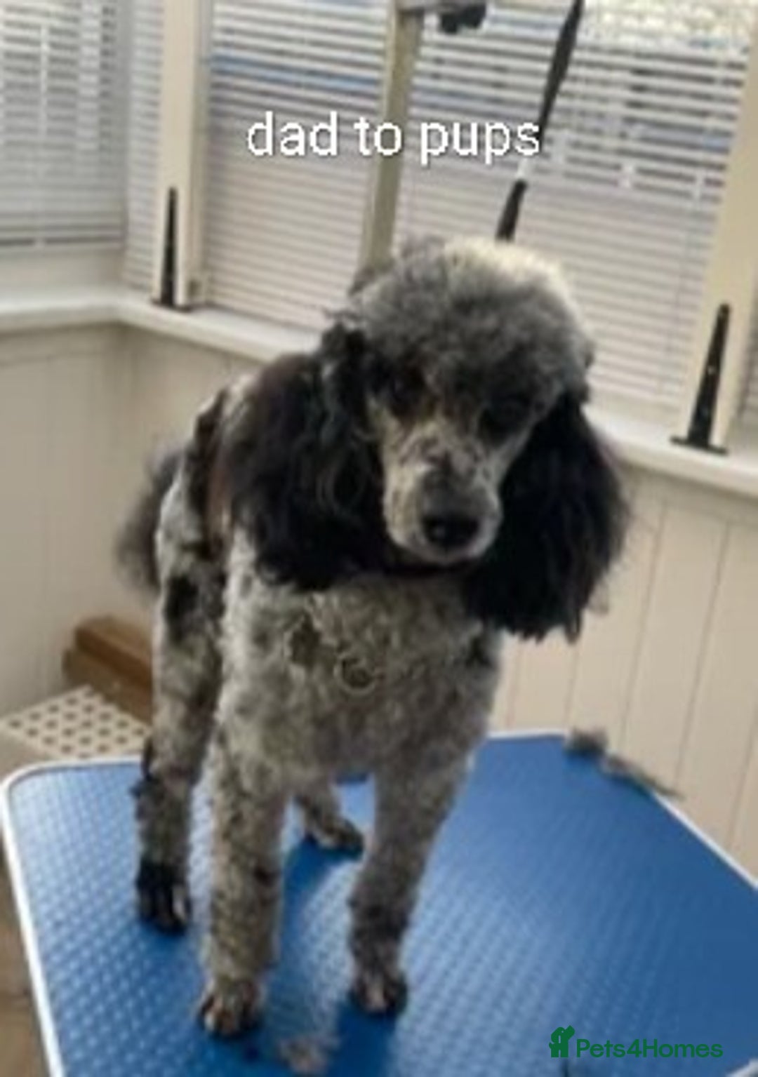 Cockapoo dogs for sale: 5 f1b miniature cockapoos  - Advert 6