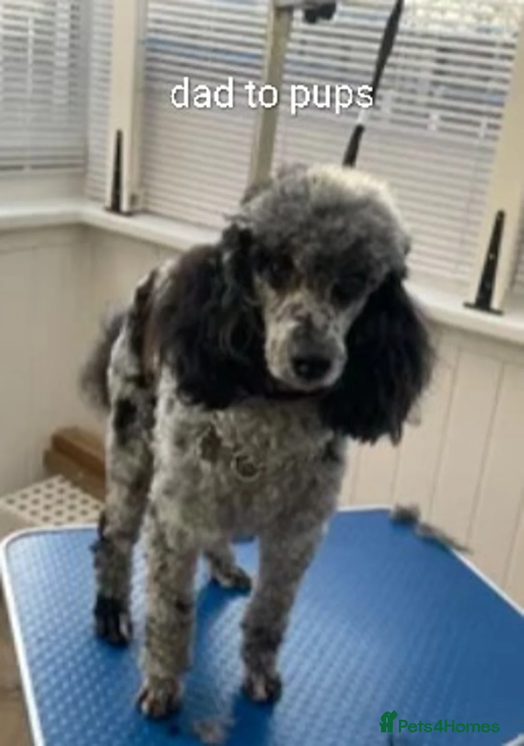 Cockapoo dogs for sale: f1b miniature cockapoos  - Advert 2