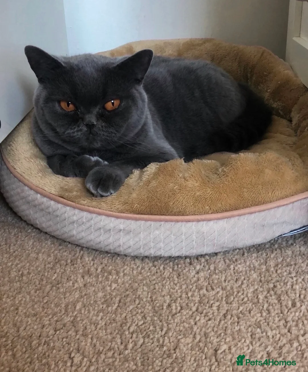 British Shorthair cats for sale: British Shorthair Kitten - Advert 14