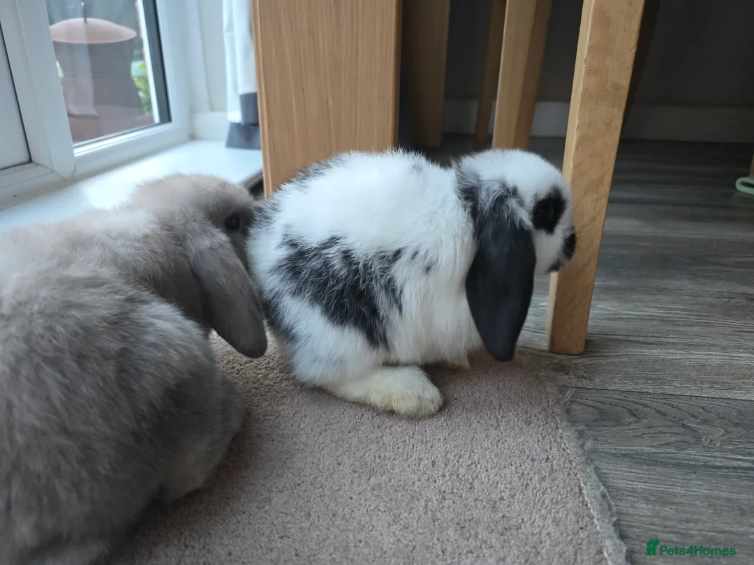 Mini Lop rabbits for sale: Mini lops  - Advert 3