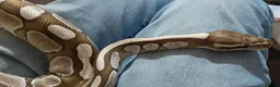 Python Snake reptiles for sale: Caramel ball python  - Advert 6