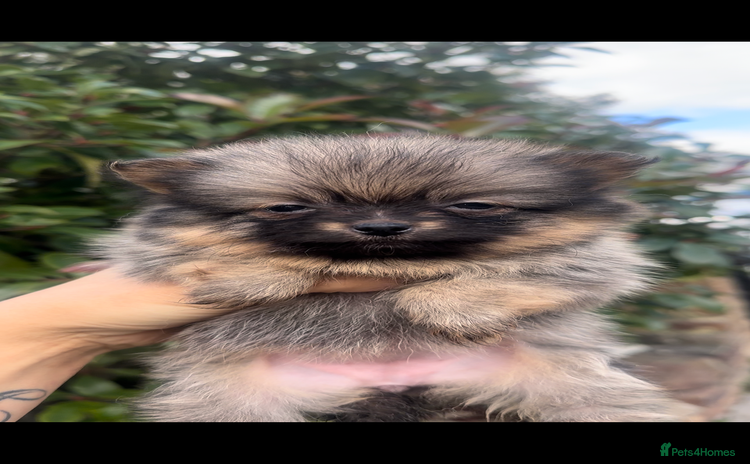 Pomeranian dogs - Advert 8