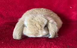 Mini Lop rabbits for sale: Adorable Pure Mini Lop Rabbits  - Image 7