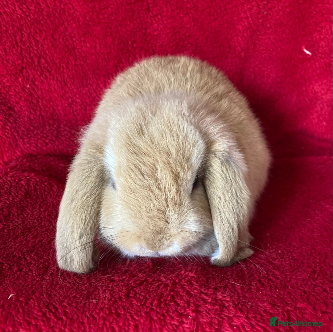 Mini Lop rabbits for sale: Adorable Pure Mini Lop Rabbits  - Image 7