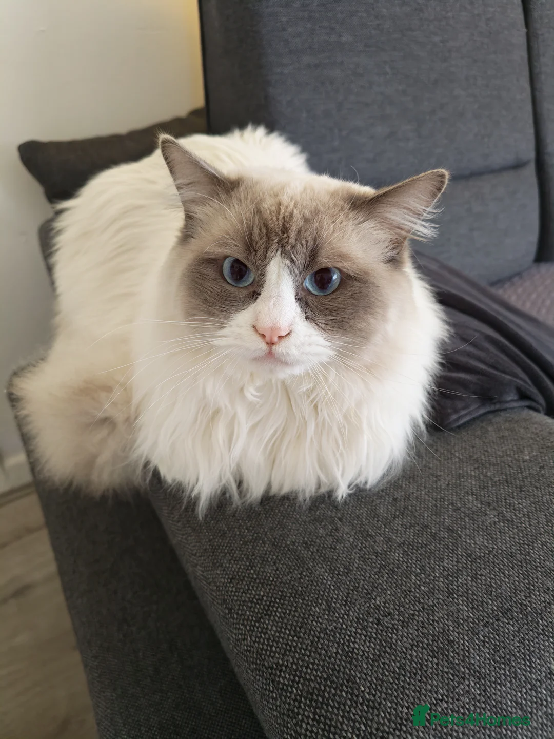 Ragdoll cats for sale: One year old male ragdoll  - Advert 2