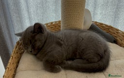 British Shorthair cats for sale: 🏆 pedigree British shorthair🏆 - Image 10