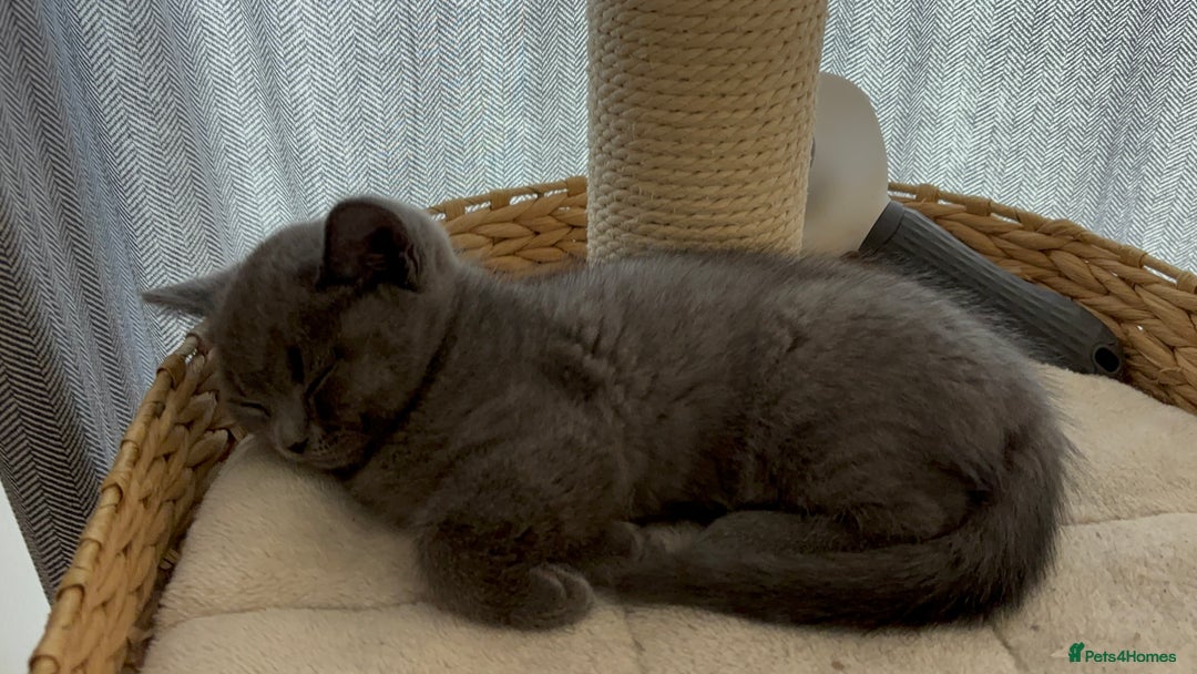 British Shorthair cats for sale: 🏆 pedigree British shorthair🏆 - Image 10
