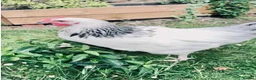 Chickens poultry for sale: Light Sussex Roo - FTGH - Advert 1