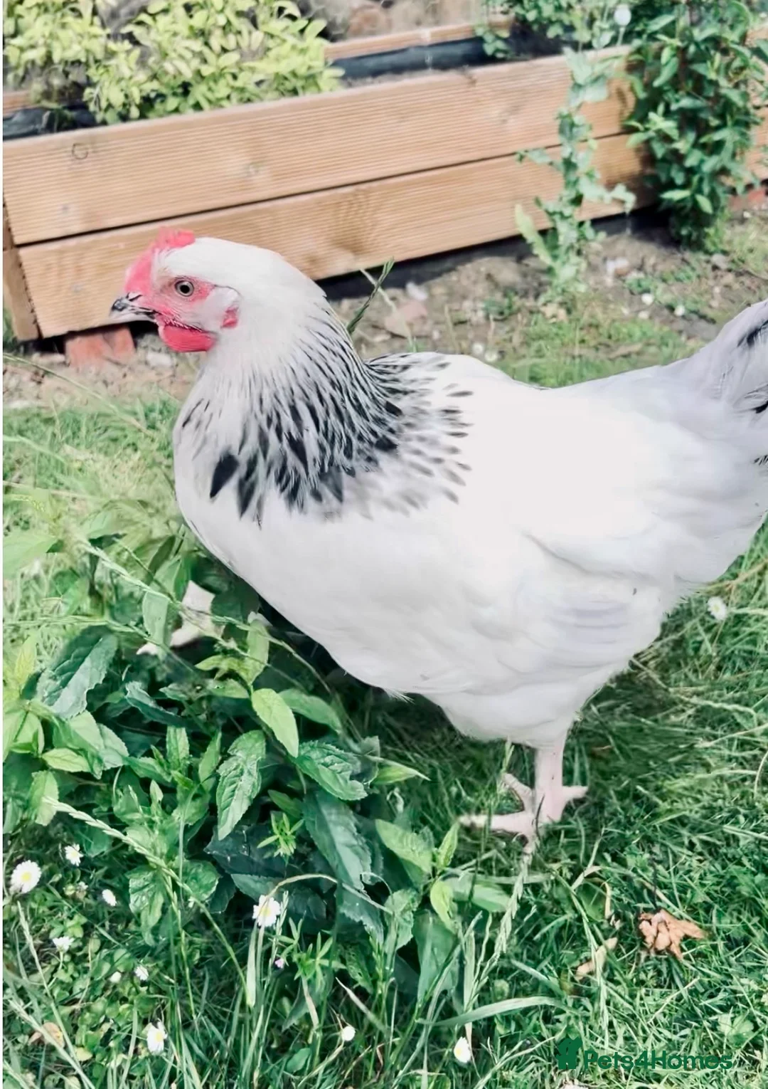 Chickens poultry for sale: Light Sussex Roo - FTGH - Advert 1