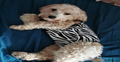 Maltipoo dogs - Advert 4